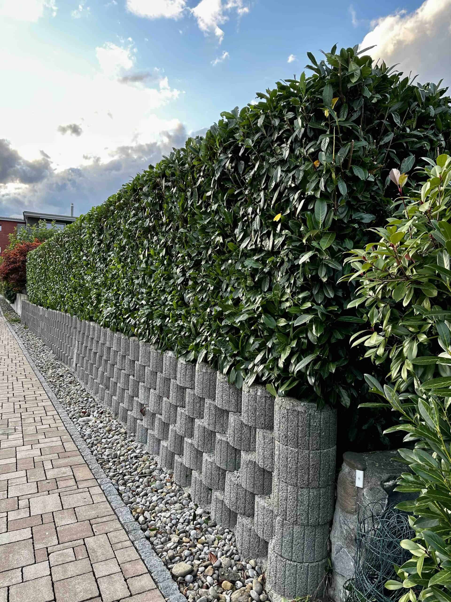 Gepflegte Hecke und sauberer Weg in Gossau SG – Dalex Immo bietet zuverlässige Hauswartung, Gartenpflege und Gebäudeservice für Immobilien in Gossau und Umgebung.