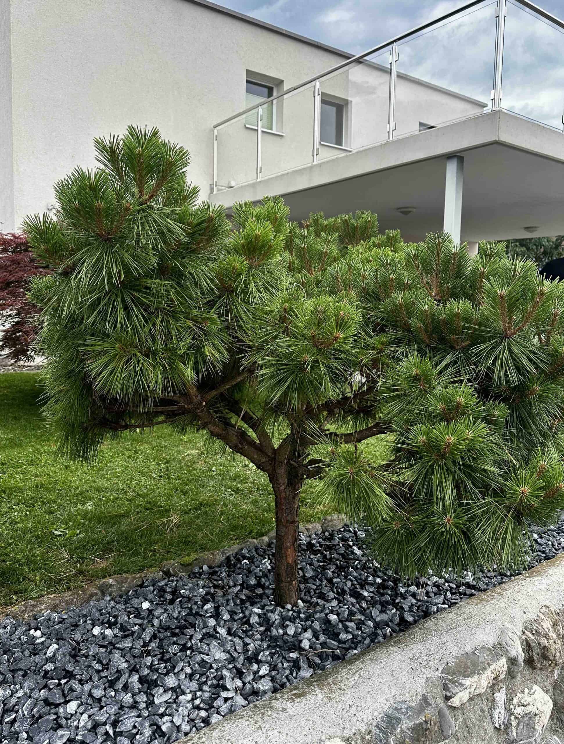 Gepflegte Liegenschaft in St. Gallen mit schöner Gartenanlage – Dalex Immo bietet zuverlässige Hauswartung, Reinigung und Gartenpflege in St. Gallen und Umgebung.