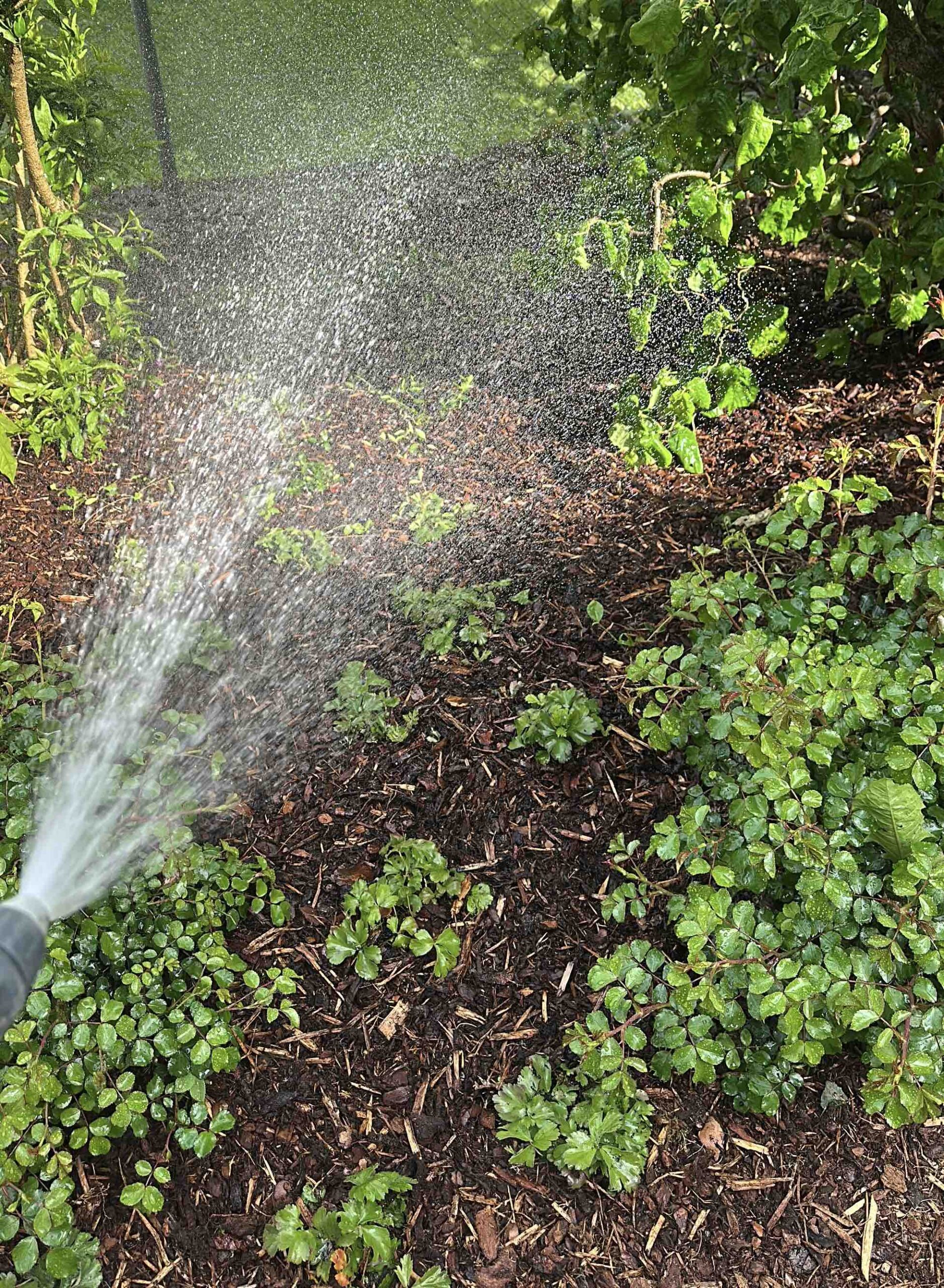 Sprinkleranlage in gepflegter Gartenanlage – Dalex Immo Hauswartung in Wattwil sorgt für gepflegte Umgebung und zuverlässige Wartung.